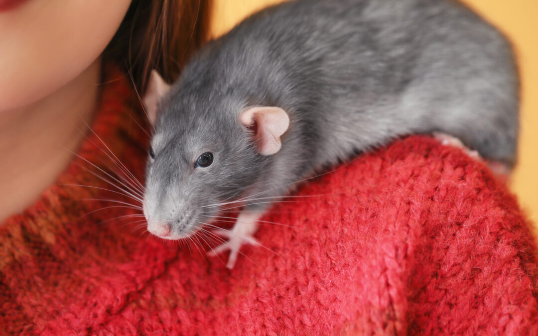 Moja szczurza historia – dlaczego posiadam szczury?